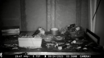 Camundongo aparece em vídeo 'arrumando' garagem de homem todos os dias. Foto: @RodneyHolbrook1 via X