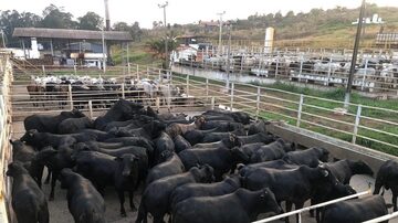 Grupo Arantes era grande exportadorde carne. Foto: Grupo Arantes/Divulgação 