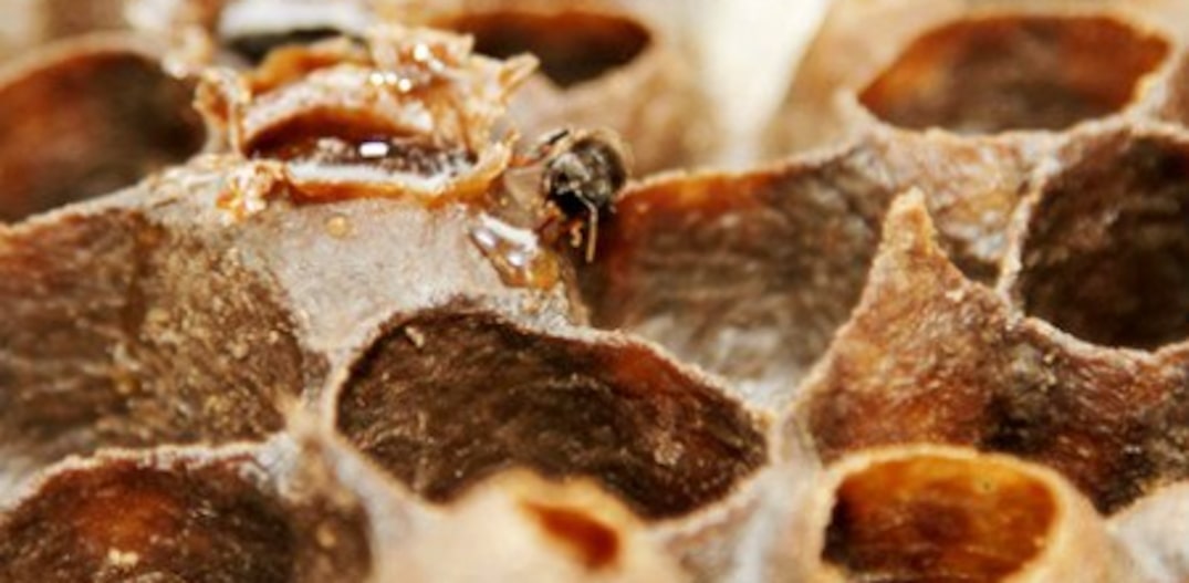 As abelhas nativas não fazem favos – constroem bolsas cheias de mel. FOTO: Oswaldo Cornetti/Estadão