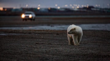 FILE Ñ A polar bear forages near Kaktovik, Alaska in Sept. 2016. A highly lethal form of bird flu was detected in a polar bear that died in Alaska in the fall of 2023. (Josh Haner/The New York Times)

. Foto: Josh Haner/The New York Times