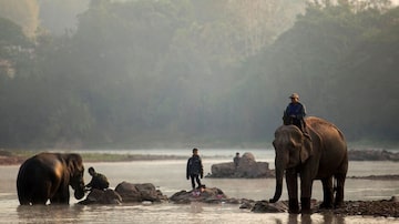 Elefantes são banhados pelos seus donos em um rio, antes de participarem de uma festa organizada para sensibilizar a população sobre esses animais, na província de Sayaboury, no Laos. Foto: Phoonsab Thevongsa / Reuters. Foto: Phoonsab Thevongsa/Reuters