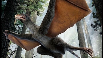 Embora tivesse algumas penas, a nova espécie tinha asas feitas de pele, em vez de plumas. Foto: Dinostar Co. Ltd