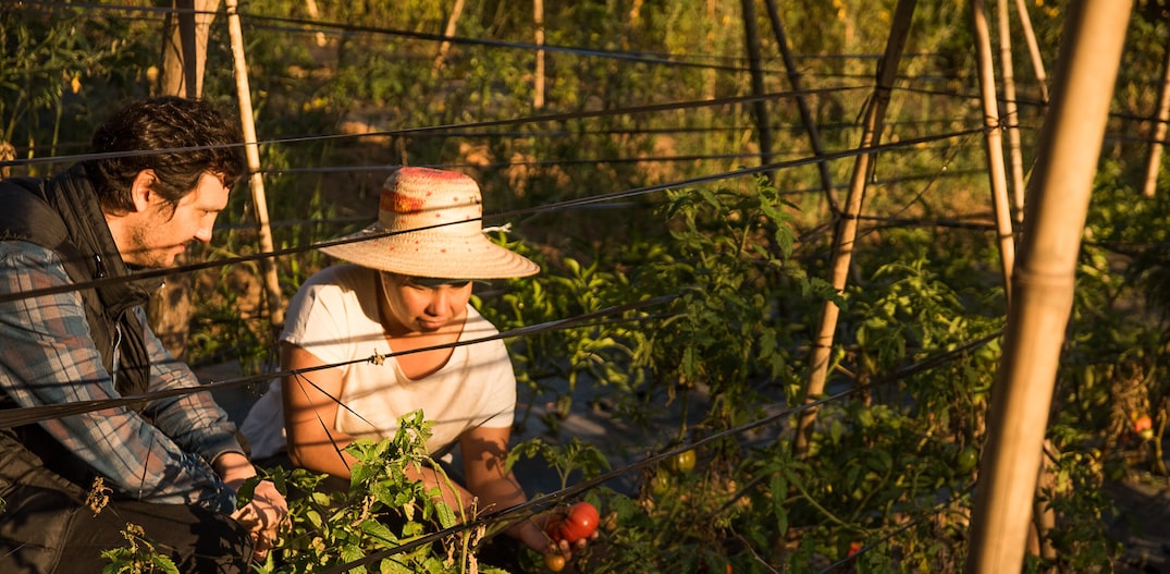 Luciano Nardelli, da Carlos, e a agricultora Marta de Sales, na plantação de tomates orgânicos em Ibiúna. Foto: Lucas Terribili