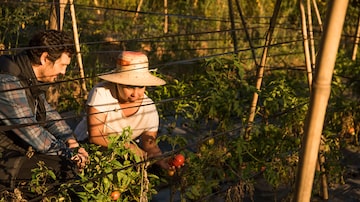 Luciano Nardelli, da Carlos, e a agricultora Marta de Sales, na plantação de tomates orgânicos em Ibiúna. Foto: Lucas Terribili
