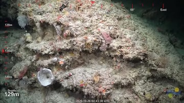 Vista da superfície de um recife de coral de 500 metros de altura descoberto por cientistas australianos na Grande Barreira de Corais da Austrália. Foto: SCHMIDT OCEAN INSTITUTE / via REUTERS