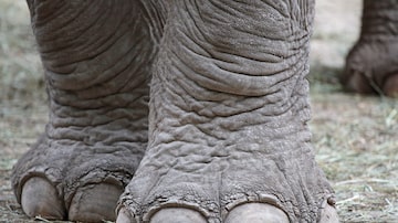 Close Pé de Elefante. Foto: mattiaath/Adobe Stock