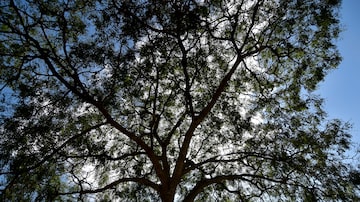 Faveiro-de-wilson pode atingir 20 metros de altura. Mesmo assim, é alvo do capim dos campos de pastagens. Foto: Washington Alves/Estadão