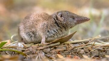 Lesser white-toothed shrew (Crocidura suaveolens) in natural habitat. Cevennes, France. Wildlife scene in nature of Europe. Foto: creativenature.nl/Adobe Stock