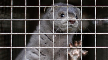 Vison em cativeiro; cerca de17 milhões de animaisabatidos no país por causa do coronavírus. Foto: Bob Strong/Reuters