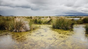 Um novo estudo teoriza que as plantas evoluíram a partir de algas verdes ao roubar genes de uma bactéria para sobreviver em terra. Foto: Manuel Seoane/Reuters