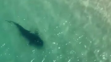 Tubarão foi visto próximo à faixa de areia em Saquarema. Foto: Reprodução / Prefeitura de Saquarema