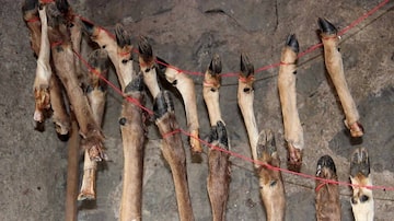 Cientistas acreditam que hominídeos de Denisova ancestrais guardavam ossos de pernas de cervo para comer o tutano posteriormente. Foto: Ruth Blasco