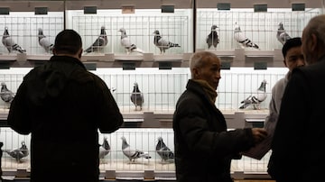 Blackpool (United Kingdom), 20/01/2024.- People look at pigeons for sale at the British Homing World Show of the Year in Blackpool, Britain, 20 January 2024. Organised by the Royal Pigeon Racing Association, the British Homing World Show is the UK's largest gathering of pigeon fanciers, attracting around 15,000 visitors to view over 1,000 pigeons on display. (Reino Unido) EFE/EPA/ADAM VAUGHAN
