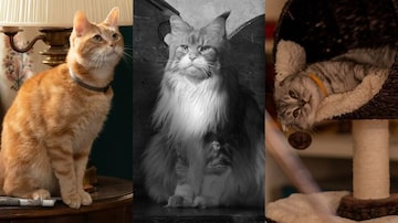 A vez dos gatos em Hollywood: felinos roubam a cena em As Marvels, Ripley e Argylle. Foto: Marvel, Netflix e Universal Pictures