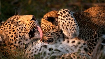 Cena do documentário'Conto do Leopardo'. Foto: National Geographic