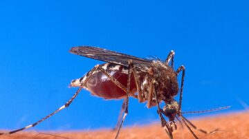 O mosquito 'Aedes aegypti' é transmissor da zika, da dengue e da chikungunya. Foto: USDA/Divulgação