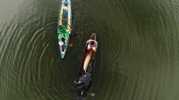 Foto aérea do manejo do pirarucu no Rio Solimões. Foto: Chico Batata