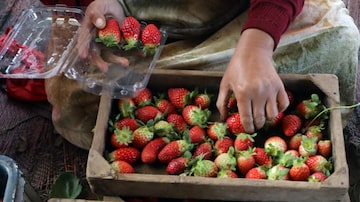 Alqalyubia (Egypt), 08/01/2024.- Strawberries are packed in Al Deir village in Toukh, at Al Qalyubia Governorate, north of Cairo, Egypt, 08 January 2024. Al Qalyubia Governorate is the main producer of strawberries in Egypt with a total production of 13.500 tons in 2023. Egypt continues to strengthen its position in the US frozen strawberry market. (Egipto) EFE/EPA/KHALED ELFIQI
. Foto: EFE/EPA/Khaled Elfiqi