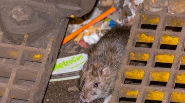 Rato próximo a lixo em uma estação de metrô de Nova York; população de ratos na cidade é estimada em três milhões. 