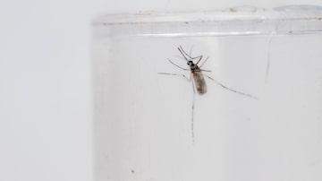 No ciclo urbano, a febre amarela também pode ser transmitida pelo mosquito Aedes aegypti, o mesmo que transmite a dengue