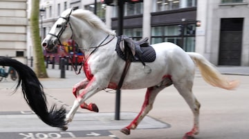 Imagens compartilhadas em redes sociais mostram um dos cavalos fujões da cavalaria real de Londres com sangue no peito. Foto: Jordan Pettitt/AP