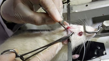 Governo proíbe uso de animais, como ratos, coelhos e cachorros em testes de produtos de higiene pessoal, cosméticos e perfumes. Foto: Tasso Marcelo/Estadão