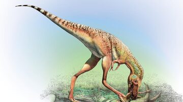 An image provided by the Royal Tyrell Museum shows an artistÕs rendering of a young Gorgosaurus eating a small, feathered dinosaur called Citipes. The prey animal was consumed during the last week of the GorgosaurusÕs life. (Julius Csotonyi/Royal Tyrrell Museum via The New York Times) Ñ NO SALES; FOR EDITORIAL USE ONLY WITH NYT STORY SLUGGED SCI-WATCH FOR DEC. 11, 2023. ALL OTHER USE PROHIBITED. Ñ. Foto: Julius Csotonyi/Royal Tyrrell Museum via The New York Times