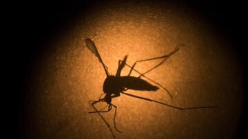 Além de transmitir dengue, zika e chikungunya, omosquito 'Aedes aegypti' é vetor da febre amarela urbana. Foto: Felipe Dana/AP Photo