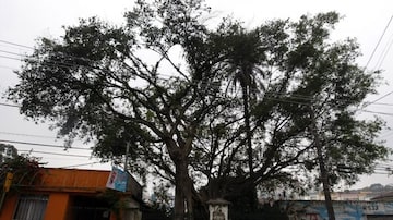 Uma das árvores mais antigas de São Paulo, a Figueira das Lágrimas, foi palco de despedidas no início do século 20. Foto: Nilton Fukuda