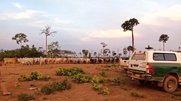 Força Nacional auxilia Funai e Ibama em terra indígena no Pará. Operação já retirou mais de 1,7 mil cabeças de gado criadas ilegalmente dentro de terra indígena. Foto: Instagram @ibamagov 