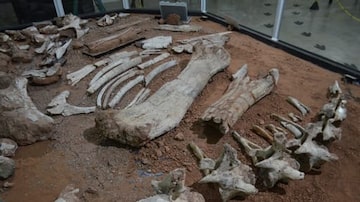 A nova descoberta comprovou que se trata de uma espécie de titanossauro até agora inédita na paleontologia brasileira. Foto: Museu de Monte Alto/Divulgação