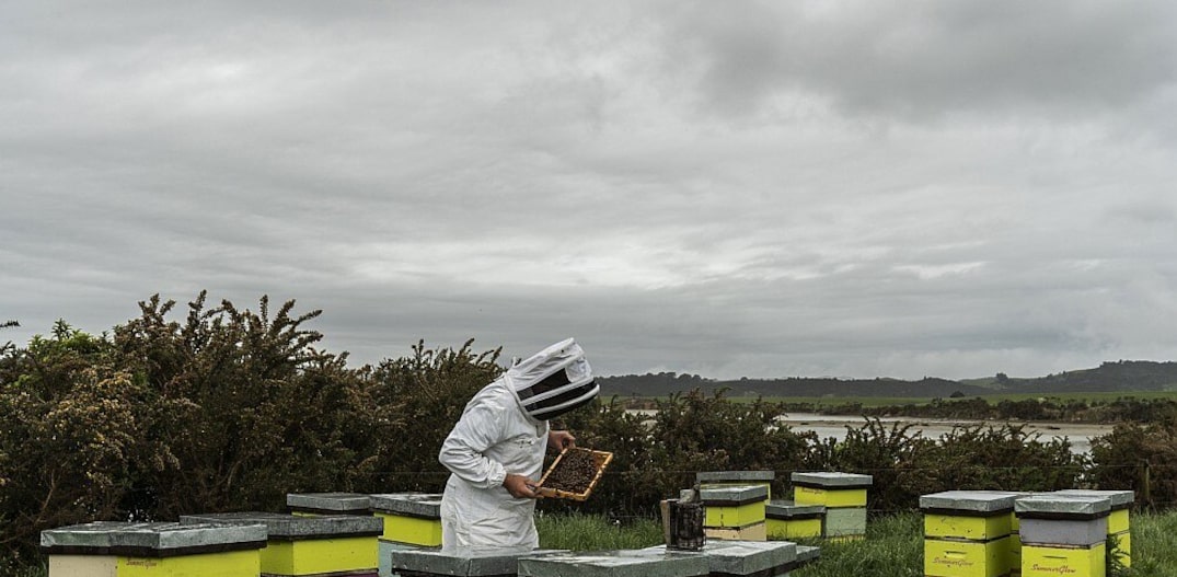Produtor checa colmeias das abelhas que produzem o mel de manuka em Hamilton, na Nova Zelândia. Neozelandesesbrigam nos tribunais comaustralianos pelo direito exclusivo da utilização da marca. Foto: Adam Dean/NYT