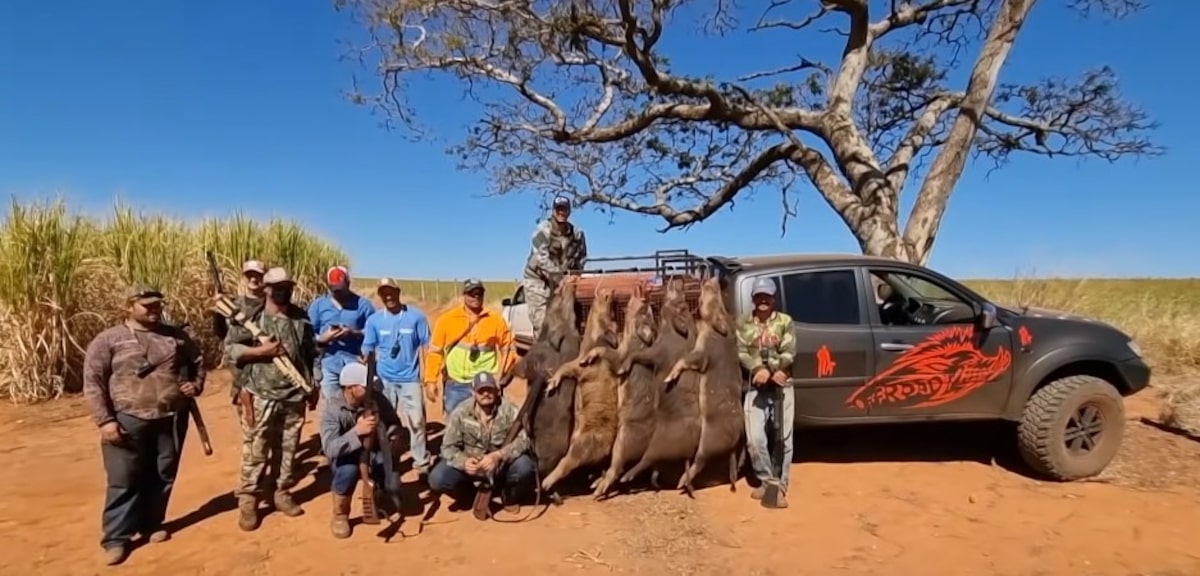 Grupo exibe javalis abatidos após caçada, em canal especializado no YouTube