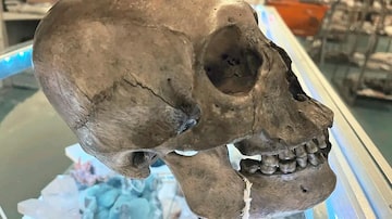 An undated photo provided by the Lee County Sheriff's Office shows the human skull that had been on display at a Florida store for Halloween with a $4,000 price tag. The display in the North Fort Myers rock and crystal shop brought scrutiny after an anthropologist told the authorities that the remains appeared to be of a Native American. (Lee County Sheriff's Office via The New York Times) — NO SALES; EDITORIAL USE ONLY —. Foto: Lee County Sheriff's Office