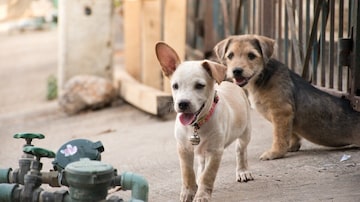 Entidade de Ontario, no Canadá, procura lares para pequenos cães. Foto: CookLifeCreatuve/Pixabay