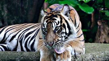 Tino, de 9 anos, é um dos tigres que se recuperam após teste positivo para covid-19. Foto: REUTERS/Ajeng Dinar Ulfiana