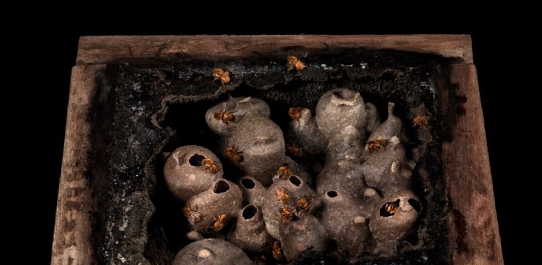 Imagem de colmeia de abelhas nativas, parte da exposição de Sergio Coimbra. Foto: Sergio Coimbra