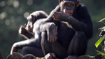 FR12 SÃO PAULO - SP - 04/05/2017 - CIDADES - ESPECIAL ZOO - Matéria especial no Zoológico de São Paulo.Na foto Chimpanzé.  FOTO: FELIPE RAU/ESTADÃO. Foto: FELIPE RAU