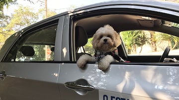 A cadelinha Minnie acompanhou a reportagem do Estadão para avaliarlugares 'pet-friendly' de São Paulo. Foto: Lucinéia Nunes/Estadão