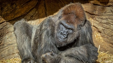 Gorila do Zoológico de San Diego, na Califórnia. Foto: Ken Bohn/San Diego Zoo Global/Handout via REUTERS