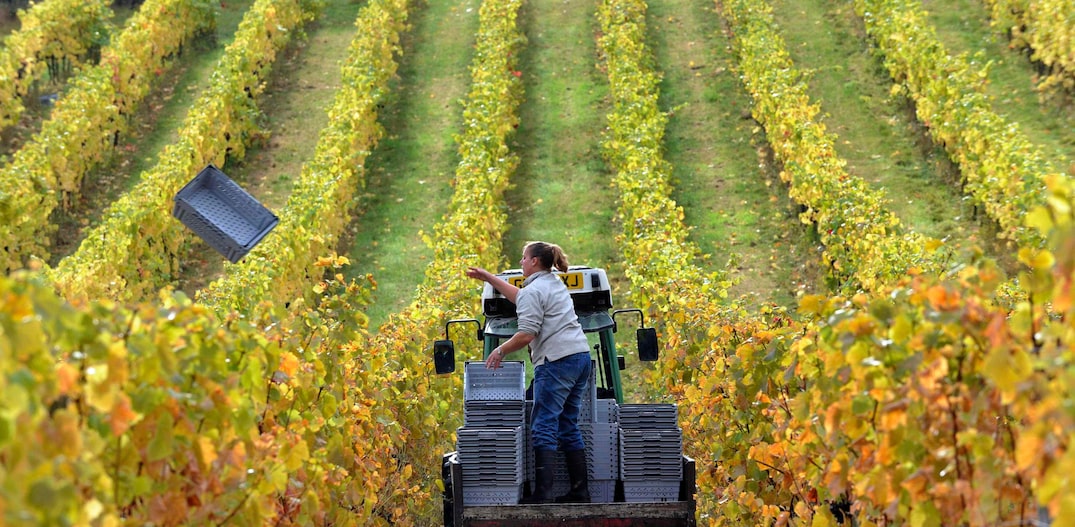 Lugares, como a Inglaterra, que historicamente não eram adequados para a produção de vinhos finos, tiveram a oportunidade de ingressar no mundo global do vinho. Foto: Jas Lehal/Reuters 