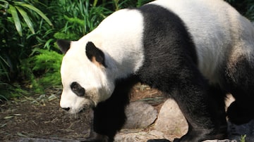 Urso panda. Foto: Calgary Zoo / Handout via Reuters