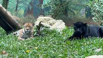 O pantera negra Zulu ao lado de Suri, a onça-pintada. Foto: Reprodução/Projeto Selva Viva