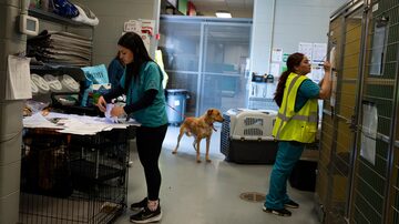 Trabalhadores da ARK, a instalação de cuidados com animais no Aeroporto Internacional de Kennedy, processam um grupo de cães que chegam do santuário de resgate Daily Hugz na Cisjordânia, em Nova York, em 15 de março de 2024. Sessenta e nove cães chegaram à ARK em 15 de março de 2024, vindos do santuário de resgate Daily Hugz na Cisjordânia





