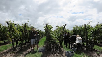 Mais da metade dos vinhedos do Uruguai ficam no sul do país; visitamos alguns deles, como o Juanicó, na foto. Foto: Bruna Toni/Estadão 