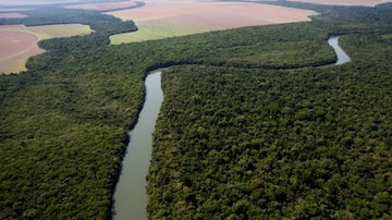 Com Amazônia, PIB do País pode dobrar em 20 anos, diz Alexandre Allard. Foto: Tiago Queiroz/Estadão