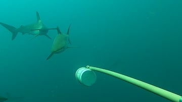 Espécies de tubarões voltaram a ser encontradas no Arquipélago de Alcatrazes   por cientistas da Unifesp. Foto: LabecMar/Unifesp