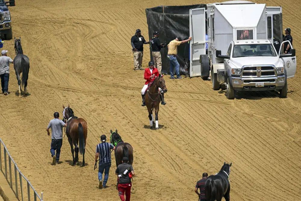 A CIÊNCIA COMPROVA: O hipismo maltrata cavalos – O Holocausto Animal