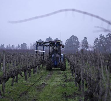A trimmer machine works in the grapevine fields of the Sutil vineyard bottling plant in Peralillo, Chile, on August 9, 2023. In the valleys of central Chile, the land of Carmenere, Cabernet Sauvignon, or Merlot, winemakers harvest at night, use horse manure, and rescue old techniques to cope with the lack of water and the twists and turns of the climate. (Photo by Pablo COZZAGLIO / AFP)